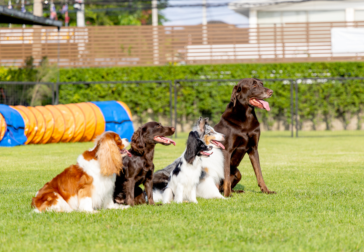 Nearby pet friendly places in Oxford, FL