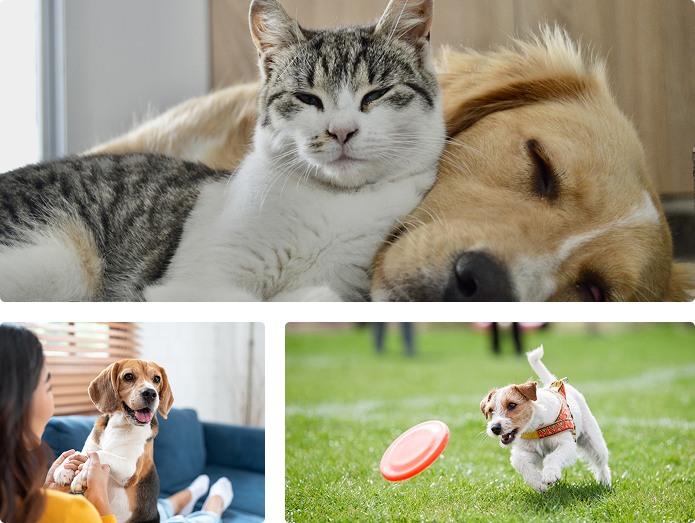 Pet friendly apartment living at LEO at Wildwood